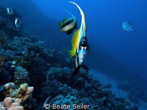 Bannerfish taken at El Quadim with Canon G10 by Beate Seiler 